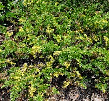 Photo of Juniperus conferta 'Sunsplash' foliage by Karl Gercens III