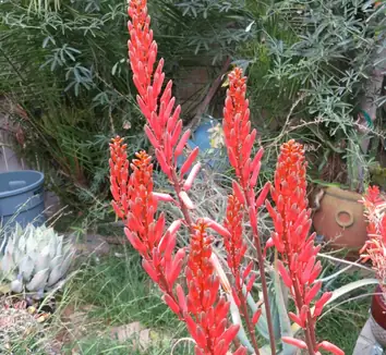 Aloe manandonae | | plant lust