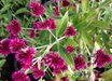 Gomphrena