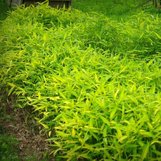 Pleioblastus viridistriatus | Arundinaria auricoma | Arundinaria viridi ...
