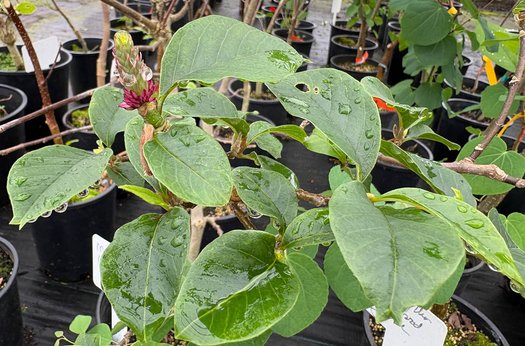 Photo of Magnolia 'Mighty Mouse' flower, foliage by plant lust