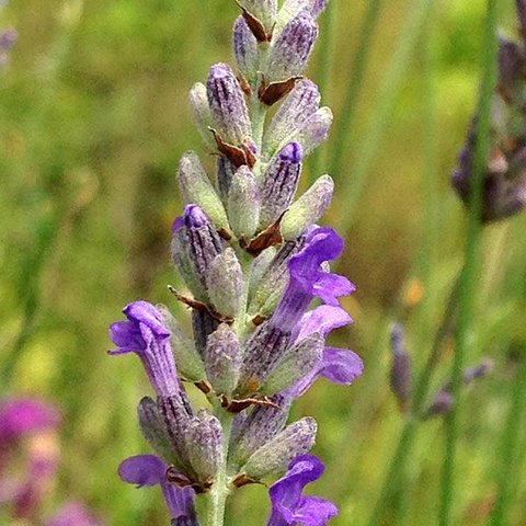 Lavandula angustifolia Platinum Blonde™ PP23834 | Lavandula