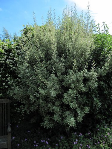 rhamnus-alaternus-argenteovariegata-rhamnus-alaternus-variegata