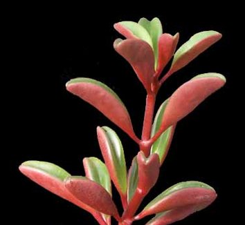 family: Piperaceae from multiple nurseries on Plant Lust