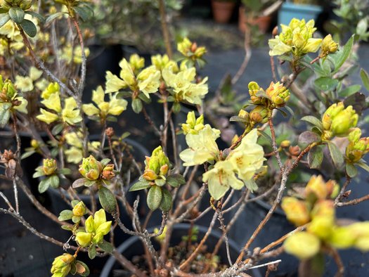 Photo of Rhododendron 'Chikor' flower by plant lust