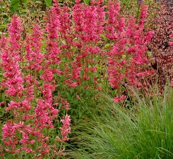 Photo of Agastache 'Raspberry Summer' PP20371 flower by Terra Nova Nurseries, Inc.