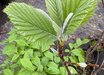 Sorbus