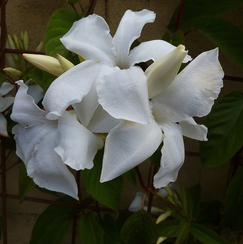 Mandevilla suaveolens HARDY MANDEVILLA VINE White Flowers SEEDS! Mandevilla suaveolens HARDY MANDEVILLA VINE White Flowers SEEDS!