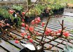Chaenomeles