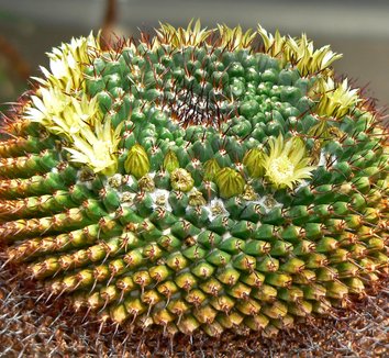 Photo of Mammillaria gigantea close-up, form, spiky by Stan Shebs