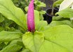 Magnolia 'Orchid'