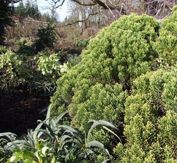 Photo of Hebe cupressoides 'Boughton Dome' form by Dancing Oaks Nursery