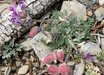 Oxytropis