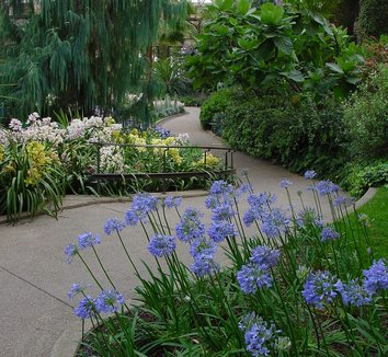 Photo of Agapanthus 'Midnight Blue' flower by Karl Gercens III