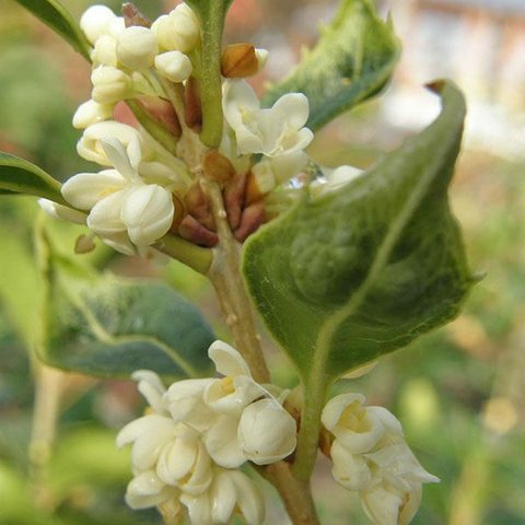 Choqintirgan ota xotinini sikdi