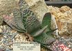 Gasteria