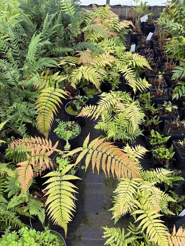 Photo of Dryopteris lepidopoda foliage by plant lust