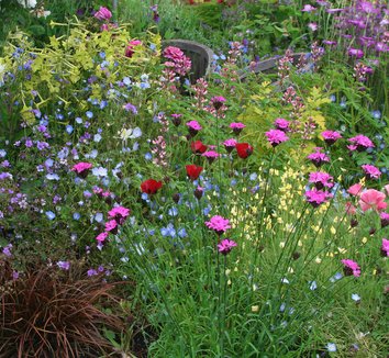 Photo of Dianthus carthusianorum flower by Annie's Annuals & Perennials