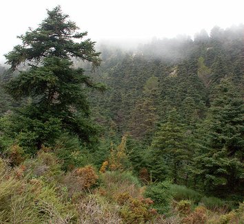 Photo of Abies pinsapo form by Antonio
