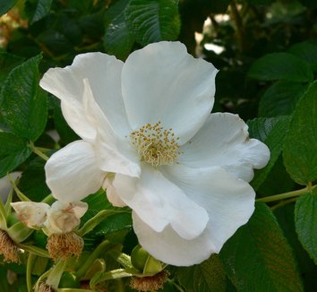 Photo of Rosa woodsii close-up, flower by Stan Shebs