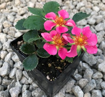 Photo of Lipstick Strawberry flower, foliage, form by Little Prince of Oregon