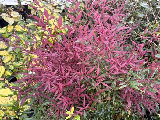 Photo of Nandina domestica 'Burgundy Wine' foliage by plant lust