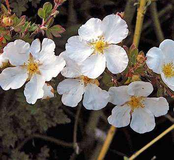 Photo of Dasiphora fruticosa 'Snowflake' flower by Forestfarm