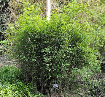 Fargesia from multiple nurseries on Plant Lust