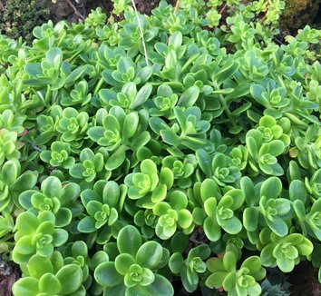 Photo of Sedum confusum by Patricia Cunningham
