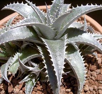 Silver Superstar Dyckia (Dyckia 'Silver Superstar') in