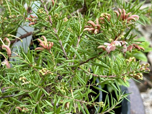 Photo of Grevillea juniperina 'Pink Lady'