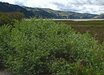 Atriplex