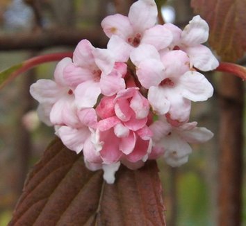 Photo of Viburnum x bodnantense 'Dawn' flower by Dancing Oaks Nursery
