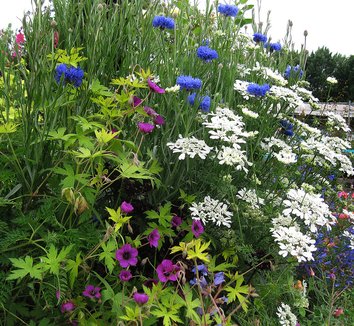 family: Geraniaceae from multiple nurseries on Plant Lust
