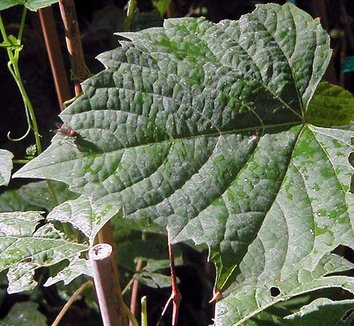 Photo of Ampelopsis cordata foliage by Forestfarm