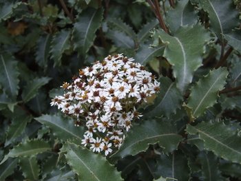 Olearia macrodonta | Olearia x macrodonta | New Zealand Holly | plant lust