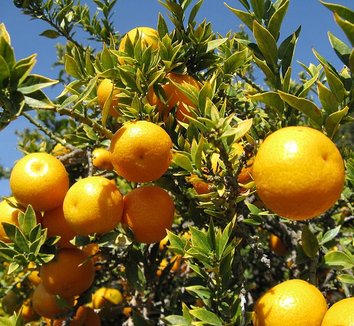 Photo of Bitter Orange foliage, fruit by Nadiatalent