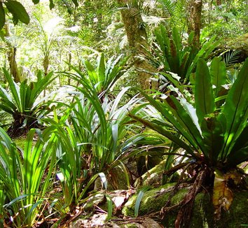 Photo of Asplenium nidus foliage by Peter Richardson