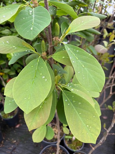 Photo of Magnolia Marilyn's Choice™ PP34917 foliage by plant lust