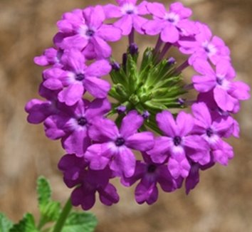 Photo of Glandularia 'Purple Pride' flower by Almost Eden