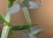 Platanthera
