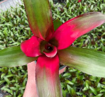 Photo of Neoregelia 'Groves Puppy Love' foliage by Little Prince of Oregon