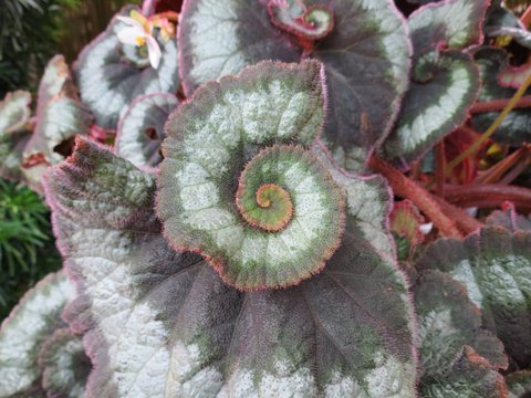Begonia 'Escargot' | Escargot Rhizomatous Begonia | plant lust