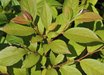 Stewartia