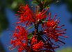 Embothrium