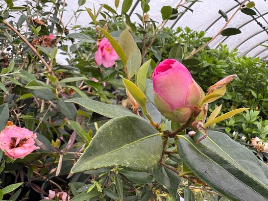 Photo of Camellia x williamsii 'Brigadoon' flower by plant lust