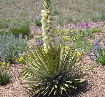 Photo of Yucca harrimaniae (nana) flower, form by Panayoti Kelaidis