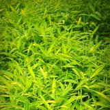 Pleioblastus viridistriatus | Arundinaria auricoma | Arundinaria viridi ...