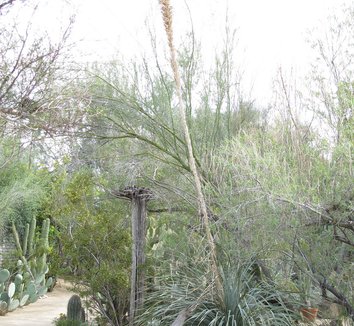 Photo of Dasylirion wheeleri [IB185] form by plant lust