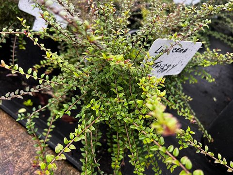 Lonicera nitida 'Twiggy' | Dwarf Golden Box Honeysuckle | Twiggy Box  Honeysuckle | plant lust
